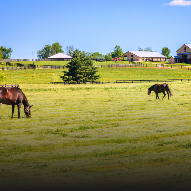 Equestrian / Farms
